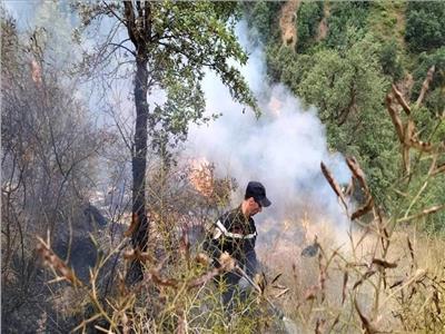 الحرائق تقضي على 55 هكتارًا من الغابات في المغرب