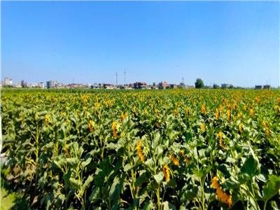 تحديات إنتاج المحاصيل الزيتية في ندوة بـ«زراعة البحيرة»