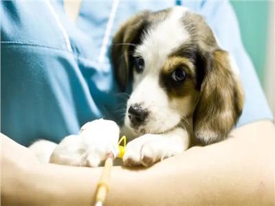 ظهور فيروس غامض يصيب الكلاب في أمريكا  
