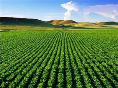 خبير زراعي: برنامج تربية الطفرات النباتية يقلل مدة الإنتاج من 12 إلى 5 سنوات
