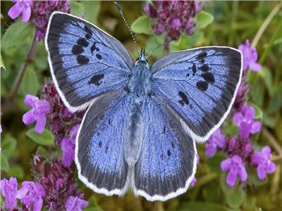 تعيش افضل صيف لها منذ 150 عام.. الفراشة الزرقاء تعود للظهور