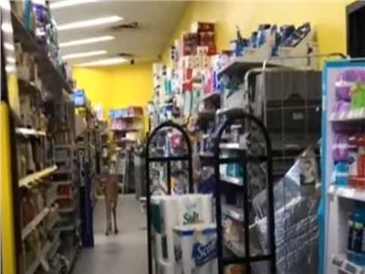 غزال يقتحم متجرا في أمريكا| فيديو