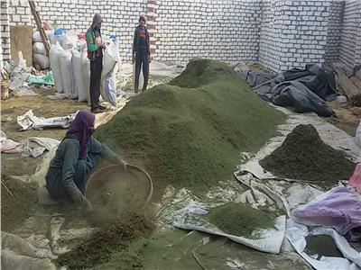 «أبو مليح» قرية تحارب البطالة بالنباتات الطبية والعطرية