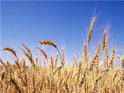 رئيس مركز معلومات المناخ يقدم نصائح لمزارعي القمح لتجنب نقص الإنتاج