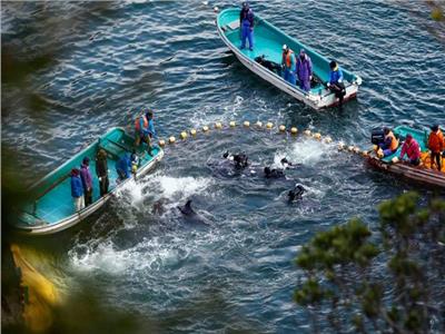 يتحول البحر إلى اللون الأحمر.. هجمات وحشية ضد الدلافين تثير جدلا في اليابان