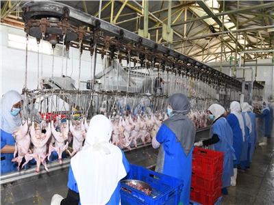 محافظ قنا يعلن طرح 40 ألف دجاجة ومنتجاتها بأسعار مخفضة 