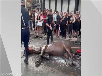 شاهد| الأحصنة في نيويورك تتعرض للتعنيف .. وحقوق الحيوان تحتج 