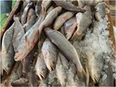 «تموين القليوبية» تضبط 2 طن سمك وجمبري مجهولة المصدر 