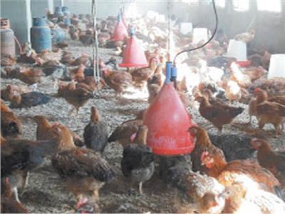 دجاج الفيوم يعبر الحدود: مزرعة لتصدير السلالة المهددة بالإنقراض إلى أمريكا وأوروبا