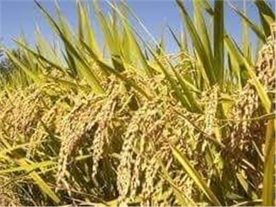 أسباب وطرق علاج الحبوب الفارغة في سنابل محصول الأرز