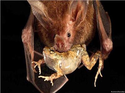 لغة تهديد لدى الخفافيش عند تنافسها على الفرائس