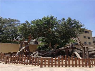 تفاصيل افتتاح أعمال تطوير وترميم «شجرة مريم»| فيديو
