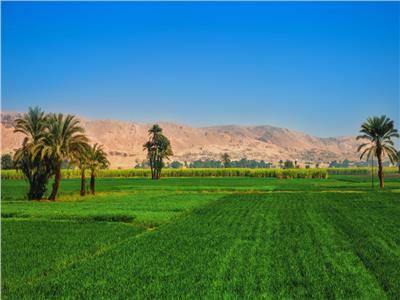 تقرير دولي يُشيد بتطور القطاع الزراعي في مصر