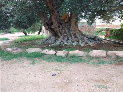  أقدم شجرة زيتون عمرها 500 عام في سانت كاترين