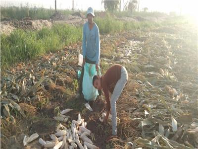 «قناديل الخير».. فرحة بين مزارعي المنيا خلال حصاد الذرة الشامية| صور