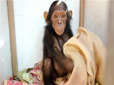 اختطاف 3 صغار «شمبانزي» والمطالبة بفدية 