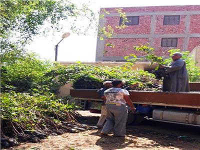زراعة 14 ألف شجرة «توت وجوافة»  بقرى «حياة كريمة» في سوهاج