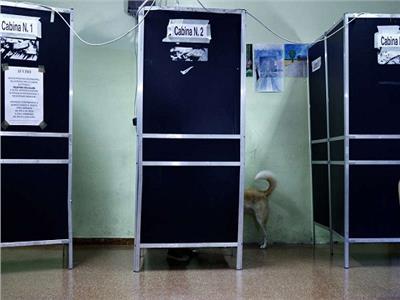 الكلاب تسجل حضورًا مميزًا في التصويت بالانتخابات الإيطالية| صور