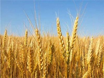 خبير يقترح زراعة الشعير في الساحل الشمالي الغربي: «أسعاره أعلى من القمح»