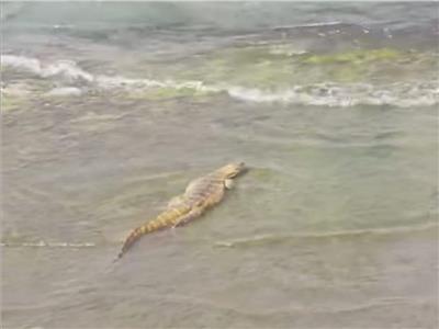 حقيقة ظهور تمساح على ضفاف الترعة الإبراهيمية في أسيوط 