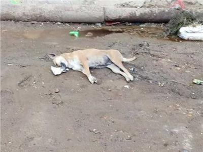 ضبط المتهم بتعذيب «كلب» حتى الموت بمدينة نصر