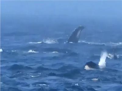 استمرت 3 ساعات.. معركة الحيتان تشعل المحيط الهادي| فيديو