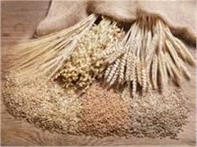 المركزي للإحصاء : 8.1 ٪ زيادة في انتاج القمح عام 2020 / 2021 