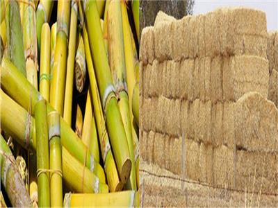 علاج للأسنان من إعادة تدوير قش الأرز ولب القصب