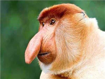 القرد ذو الخرطوم مهدد بالانقراض ويصنف «الأشقى» في العالم