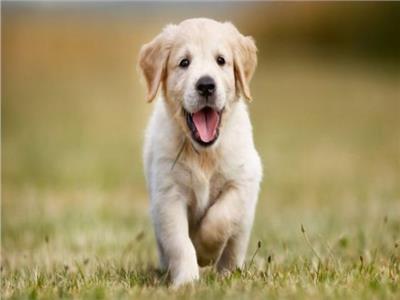 دراسة جديدة| الكلاب تكشف «شعورك بالتوتر» عن بُعد 