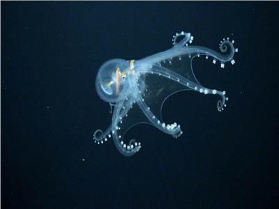 اكتشاف أخطبوط زجاجي نادر يعيش في المحيط الهادي|بالفيديو