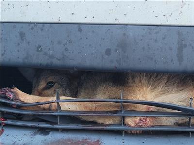 إنقاذ ذئب من الموت علق لأيام في سيارة | صور  