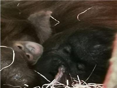 ولادة سلالة نادرة من القرود المهددة بالانقراض في بريطانيا  