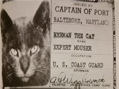 حكايات | هيرمان التاريخي.. أول قط ينضم لقوات خفر السواحل الأمريكية