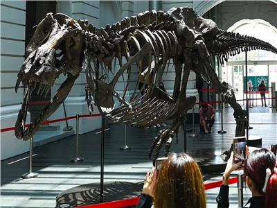 علماء الحفريات يحذرون من بيع هياكل الديناصورات