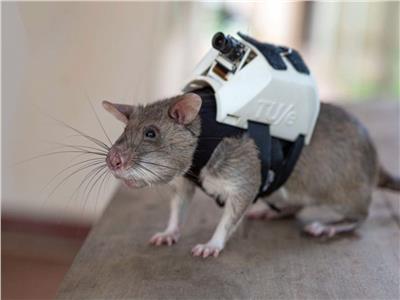  «أبوبو» فئران في مهمة رسمية 