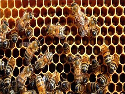 البحوث الزراعية: مصر تحتل المرتبة الأولى عالميا في تصدير النحل| فيديو