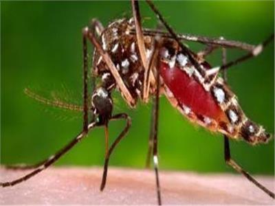 البعوض الغازي .. المتهم الأول في نشر الملاريا بأفريقيا  