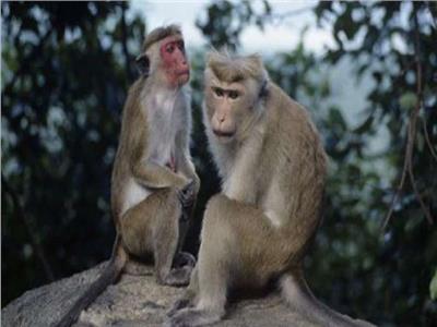 جدري القرود| سريلانكا تسجل أول حالة إصابة
