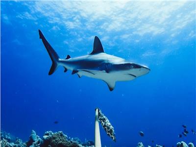 أسماك القرش تساعد في اكتشاف أكبر نظام بيئي للأعشاب البحرية في العالم