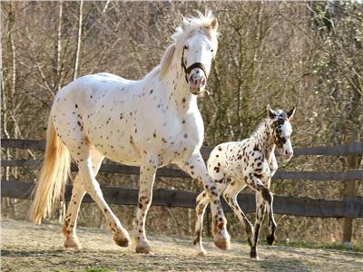 حكايات| «كنابستروبر».. أجمل خيول العالم مهددة بالانقراض