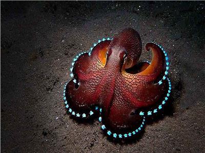 حكايات| الأخطبوطات «زينة» المحيطات.. أحدها يتنكر في شكل أسماك 