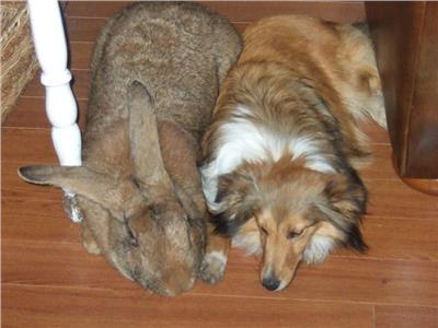«العملاق الفلمنكي» أكبر سلالة أرانب في العالم  |صور