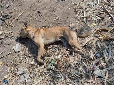 العثور على جثة كلب ضال عقر 13 شخصًا بالمنوفية