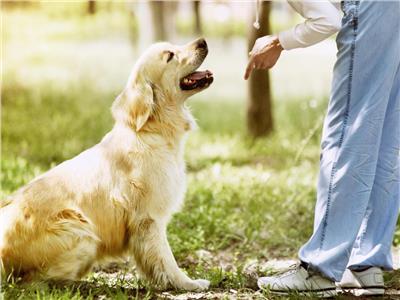 لمحبي الكلاب.. 5 نصائح تدريبية لتربية كلب يُحسن التصرف