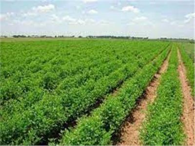 حفظ نزاع بين الإسكندرية والإصلاح الزراعي على إيجار قطعة ارض 