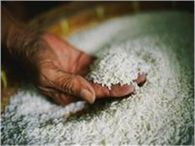 وزارة التموين: ضخ 50 طن أرز يومياً للأسواق في المجمعات الإستهلاكية