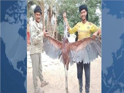 اصطياد طائر مهدد بالانقراض في الأهوار العراقية 