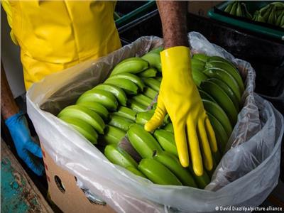 خبراء يحذرون من تناول الموز صباحا في الشتاء: «لا يعوض فيتامين د»