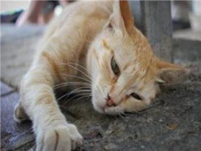 أمن القاهرة ينقذ قطة عالقة بأحد الكباري في مدينة نصر 